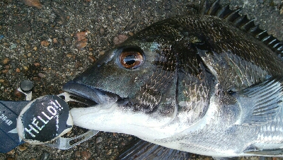 『釣りデビュー♡』222日目