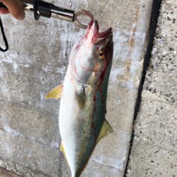 久しぶりの青物！ちっちゃいけど（笑）