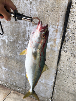 久しぶりの青物！ちっちゃいけど（笑）