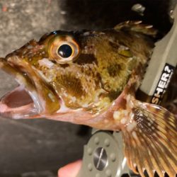 癒しのガッシー