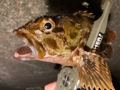 癒しのガッシー