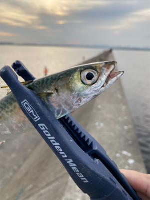 小鯖コサバ小鯖