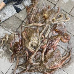 台風明けHC蛸散歩。11杯。。。