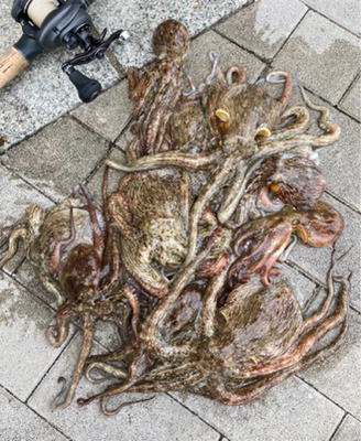 台風明けHC蛸散歩。11杯。。。