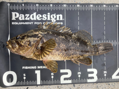 夏ベッコウゾイ