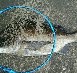 『釣りデビュー(≧∇≦)』223