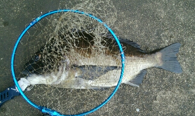 『釣りデビュー(≧∇≦)』223