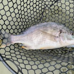 チニングでナイスキビレ