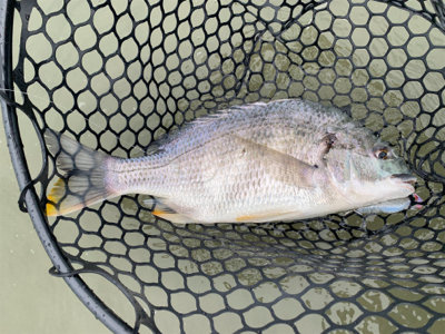 チニングでナイスキビレ