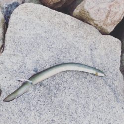 ルアーでうなぎ