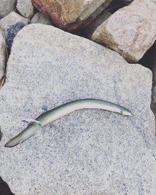 ルアーでうなぎ