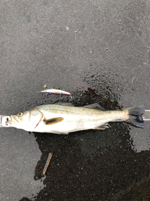 セットアッパーすごい！