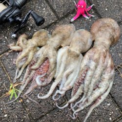 雨降り前のHC蛸散歩。4杯。。