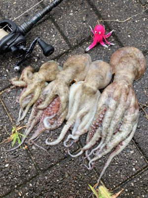 雨降り前のHC蛸散歩。4杯。。