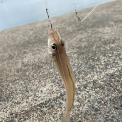 アジ　キス　アオリ調査