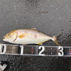 朝活！ライトショア！！