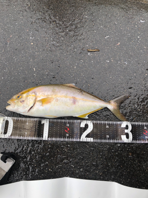 朝活！ライトショア！！