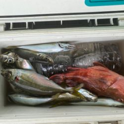 アジ　ガシラ　たかみ丸