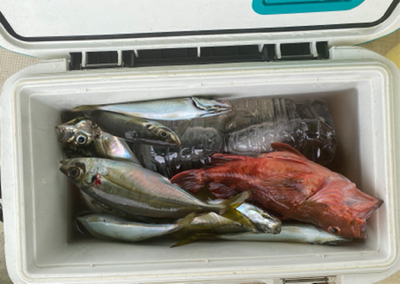 アジ　ガシラ　たかみ丸