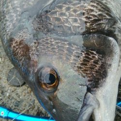 『釣りデビュー(^_-)』225日目