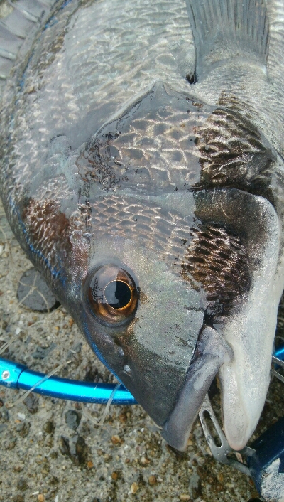 『釣りデビュー(^_-)』225日目