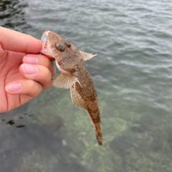 チニングのはずが