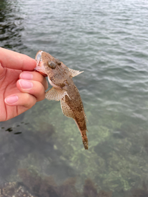 チニングのはずが