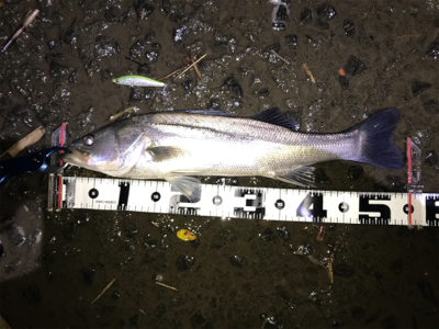 ボイル祭り❗️…