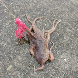 タコ釣り