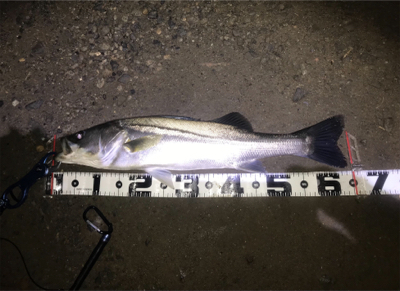 雨での増水時に良型GET