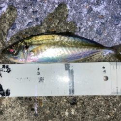 ライトゲーム、アジ・メバル