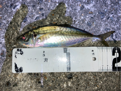 ライトゲーム、アジ・メバル