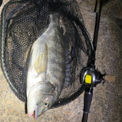 夜中は釣れないけど、日が出ると入れ食い。