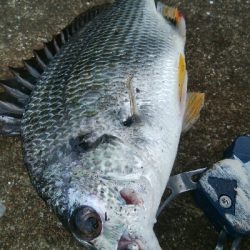 『釣りデビュー(^_-)』227日目