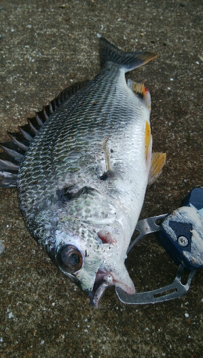 『釣りデビュー(^_-)』227日目