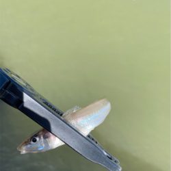 大雨後のキス釣り