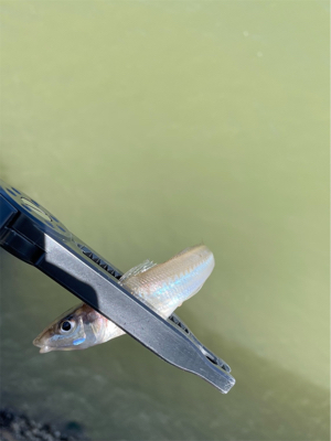 大雨後のキス釣り