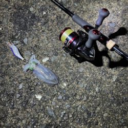 ケンサキ狙いが、、、