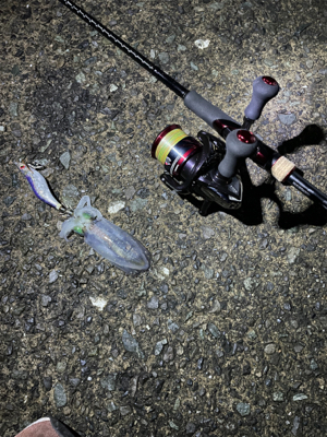 ケンサキ狙いが、、、