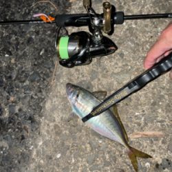 雨の合間にアジングナイト