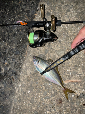 雨の合間にアジングナイト