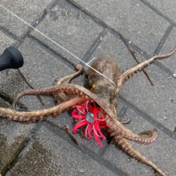 雨&強烈水潮。何とか仔蛸5杯。。