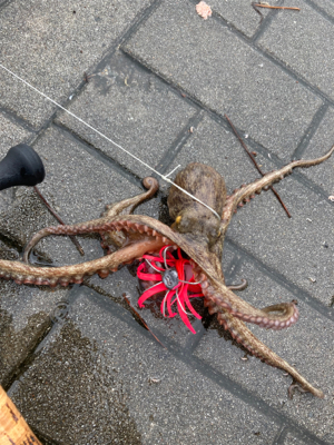 雨&強烈水潮。何とか仔蛸5杯。。