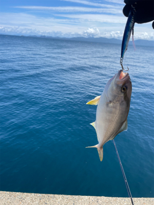 通行止めからの漁港釣行