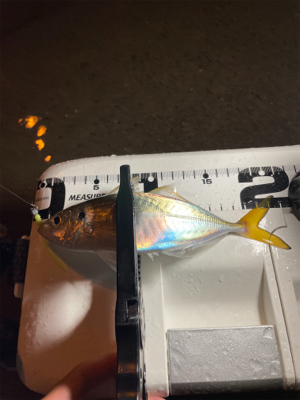 びーひさの南港アジング〜