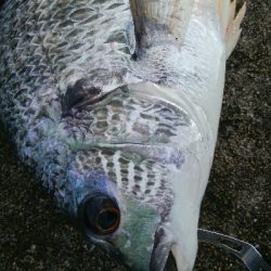 『釣りデビュー(^_-)』228日目