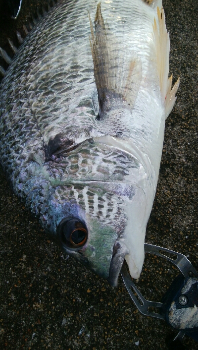 『釣りデビュー(^_-)』228日目