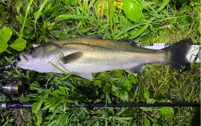 初シーバス！！