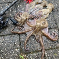 雨ん中を蛸散歩。5杯。。