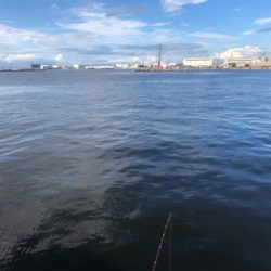 鯖、イワシ乱舞！！